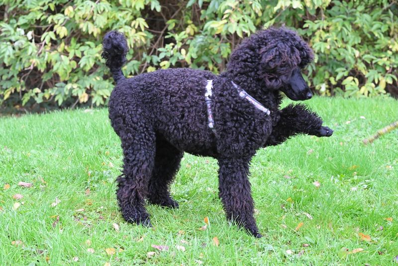 Standard Poodle