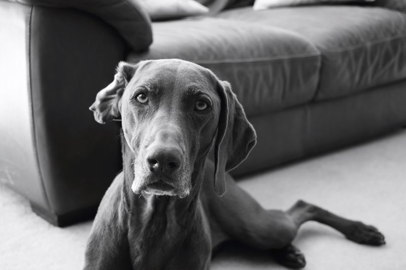 Weimaraner