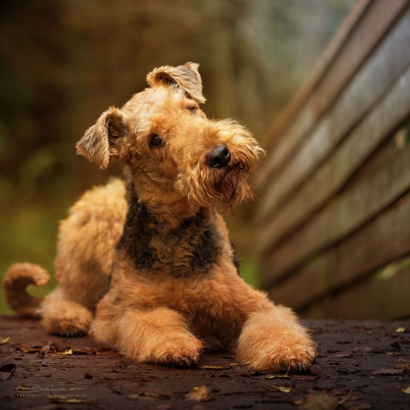 Airedale Terrier