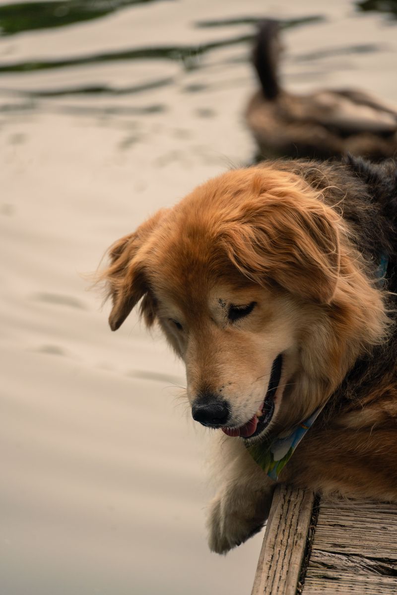 These 13 dog breeds were built to stay steady when everything around them changes 4 Golden Retriever
