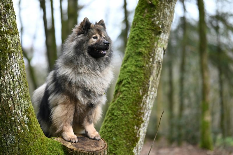 Eurasier