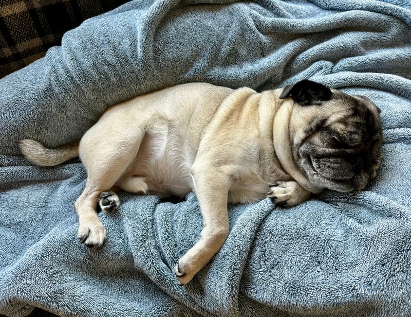 Forget the backyard question - city living tests dog breeds in completely different ways 5 Pug: The Snoring Neighbor Magnet