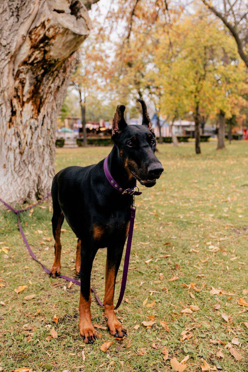 Some dog breeds look impressive - These companions prove themselves in ordinary life 5 Doberman Pinscher