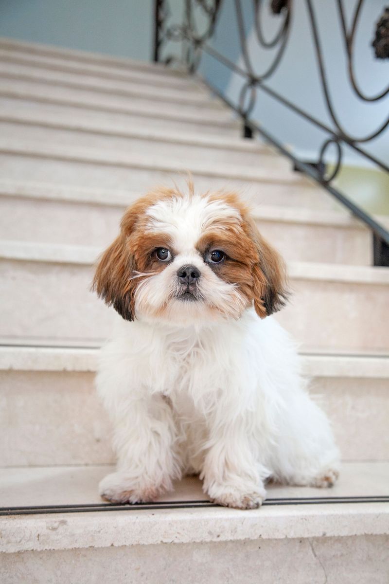 Forget the backyard question - city living tests dog breeds in completely different ways 7 Shih Tzu: The Elevator Royalty