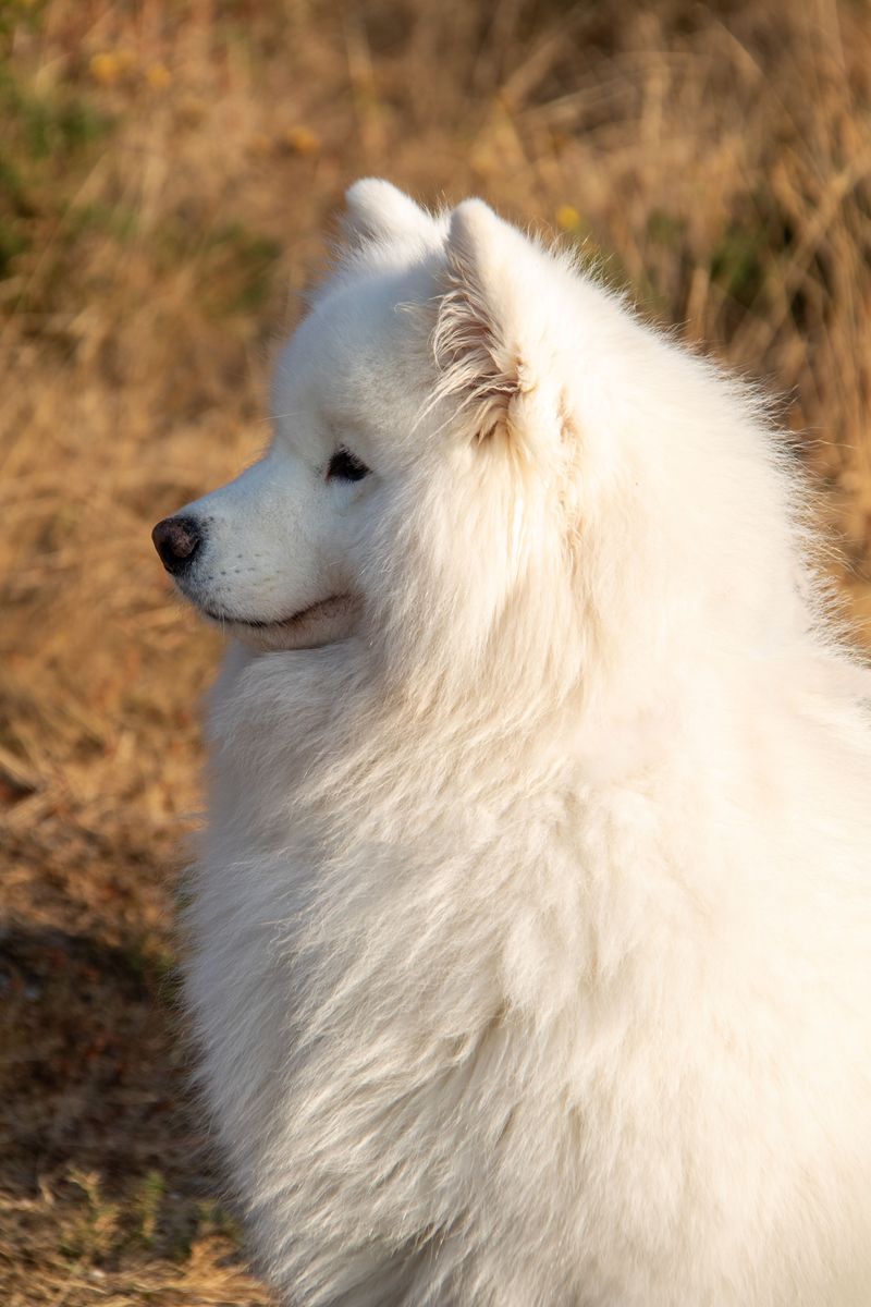 10 low-maintenance dog breeds - plus 4 whose beautiful coats come with a catch 15 Samoyed