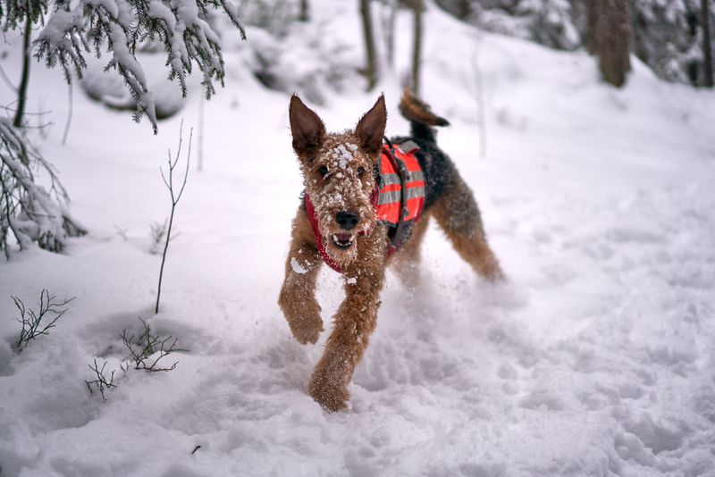 If you want a dog without opinions, these breeds may be the wrong place to look 12 Airedale Terrier