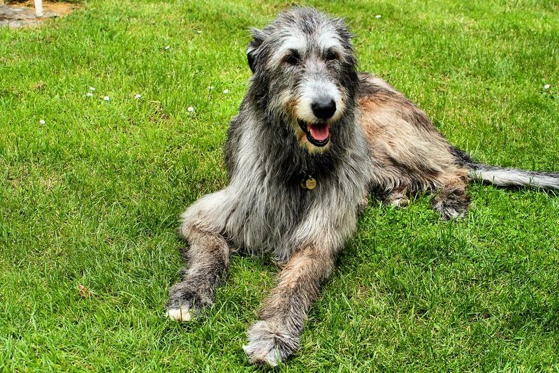 17 dog breeds that choose stability over excitement every time 17 Irish Wolfhound