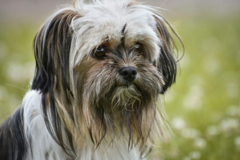 Lhasa Apso