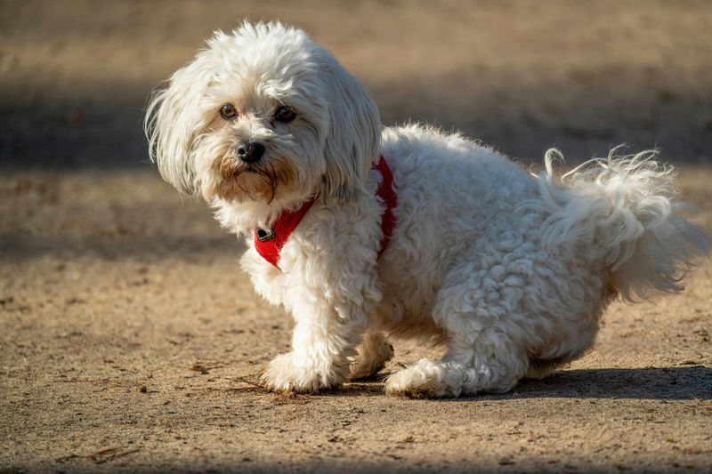 17 dog breeds that win people over fast without doing anything dramatic 7 Maltese