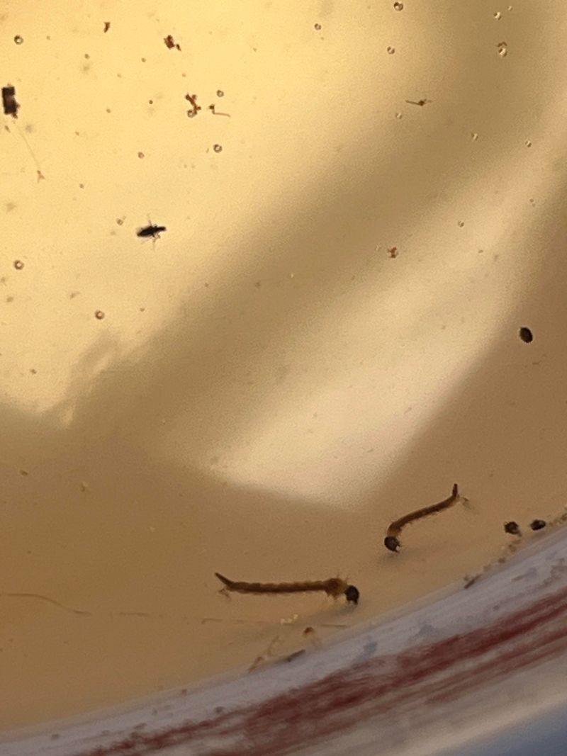 Insect Infestation