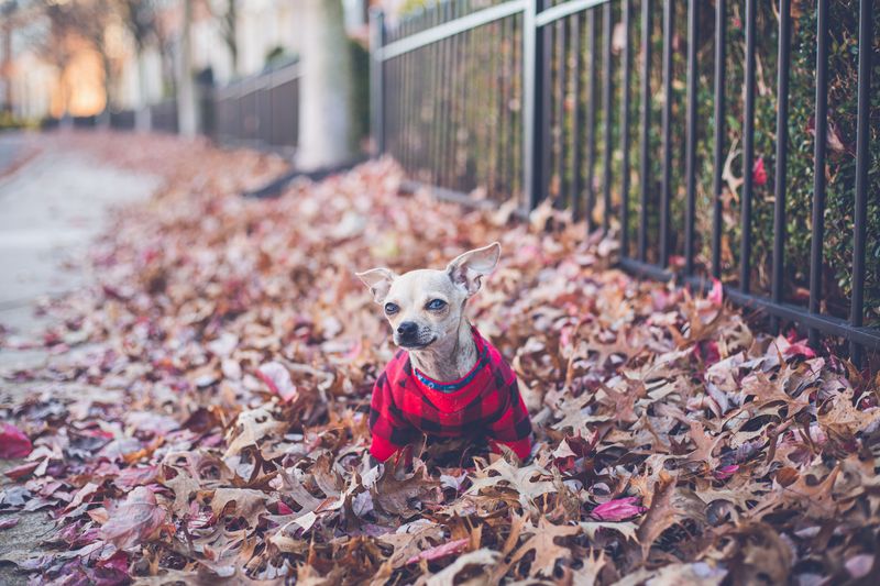 These 12 dog breeds would rather spend one perfect afternoon with you than meet a hundred new people 13 Chihuahua