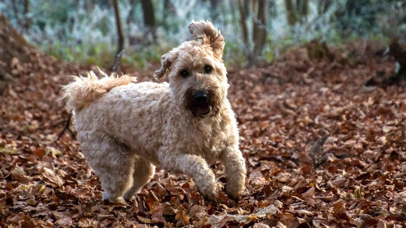 Soft Coated Wheaten Terrier