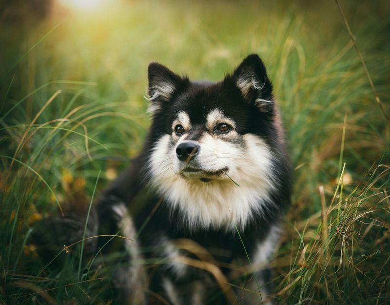 Finnish Lapphund