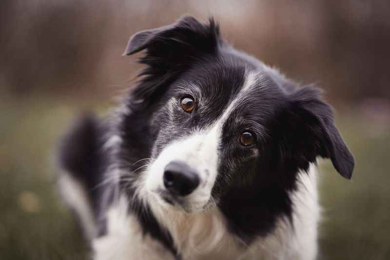 11 dog breeds that don’t just need training - they need the right kind of owner 3 Border Collie