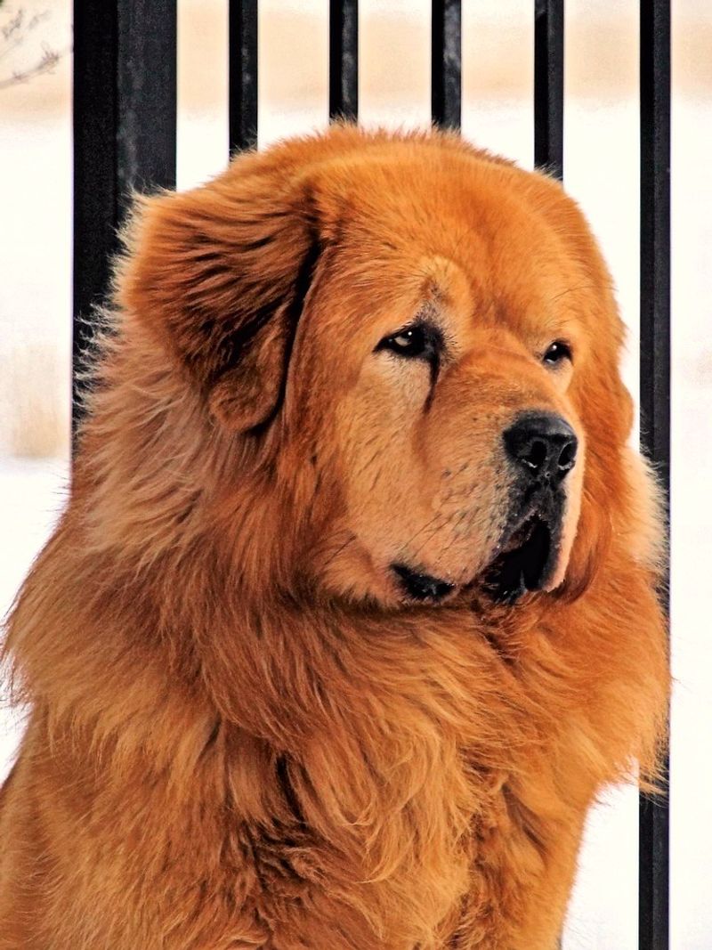 Tibetan Mastiff