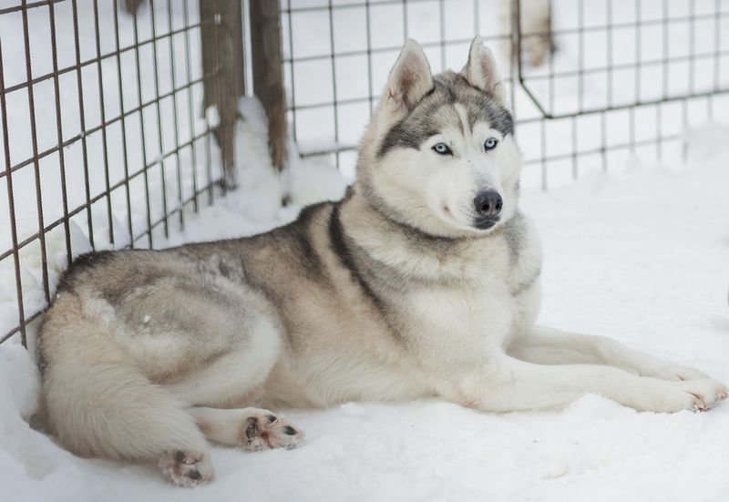 Siberian Husky