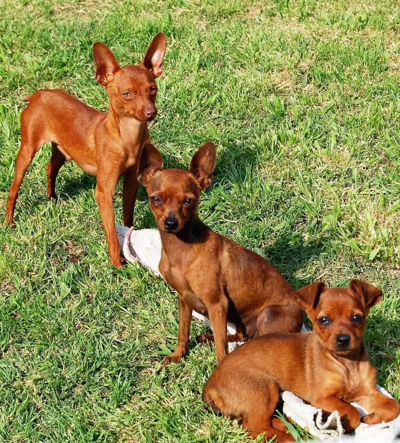 13 adorable dog breeds people underestimate until control becomes a real problem 13 Miniature Pinscher