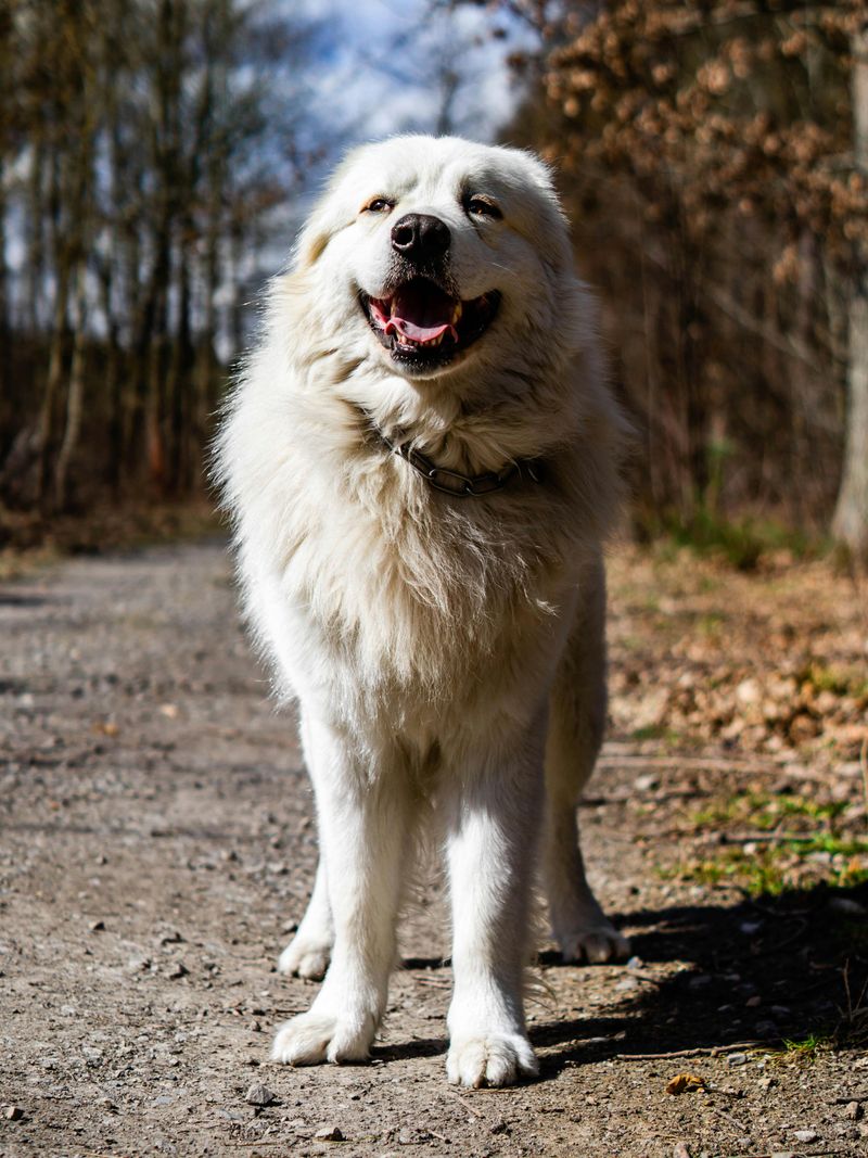 13 extraordinary working dogs that react before commands are even given 10 Great Pyrenees