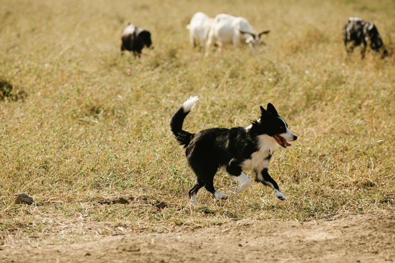 10 dog breeds highly tuned into human movement and emotion 2 Border Collie