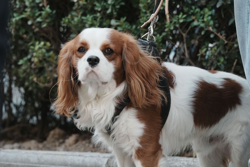 Warm weather isn't equally safe for every dog - and these breeds prove why 13 Cavalier King Charles Spaniel
