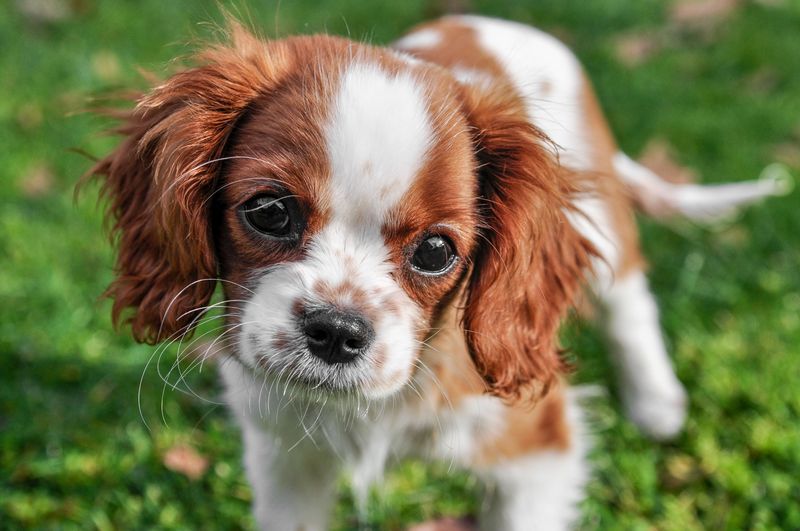 Some dog breeds make unforgettable first impressions - and some only get better with time 7 Cavalier King Charles Spaniel