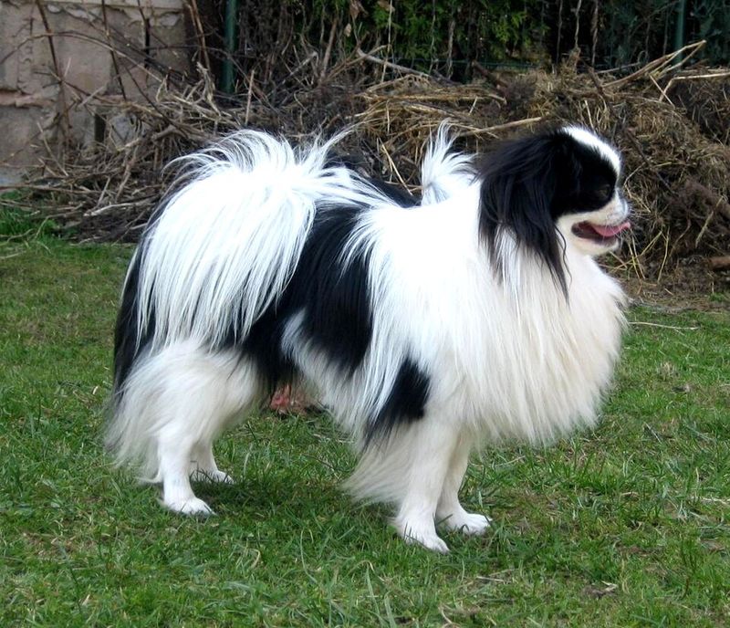 Don't confuse low energy with low intelligence - These 11 relaxed breeds can be surprisingly sharp 11 Japanese Chin
