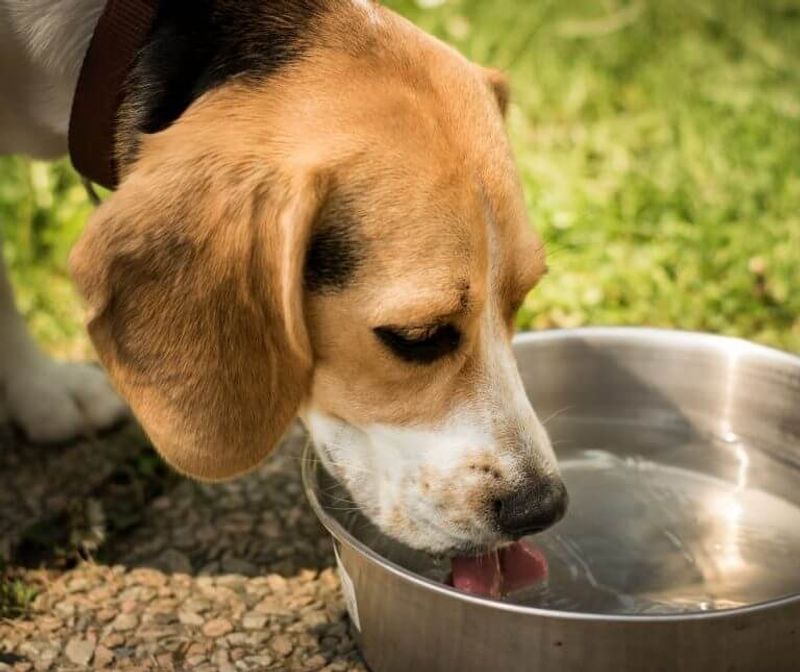Not bringing water