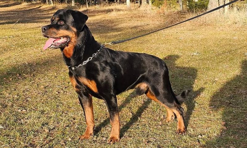 Rottweiler