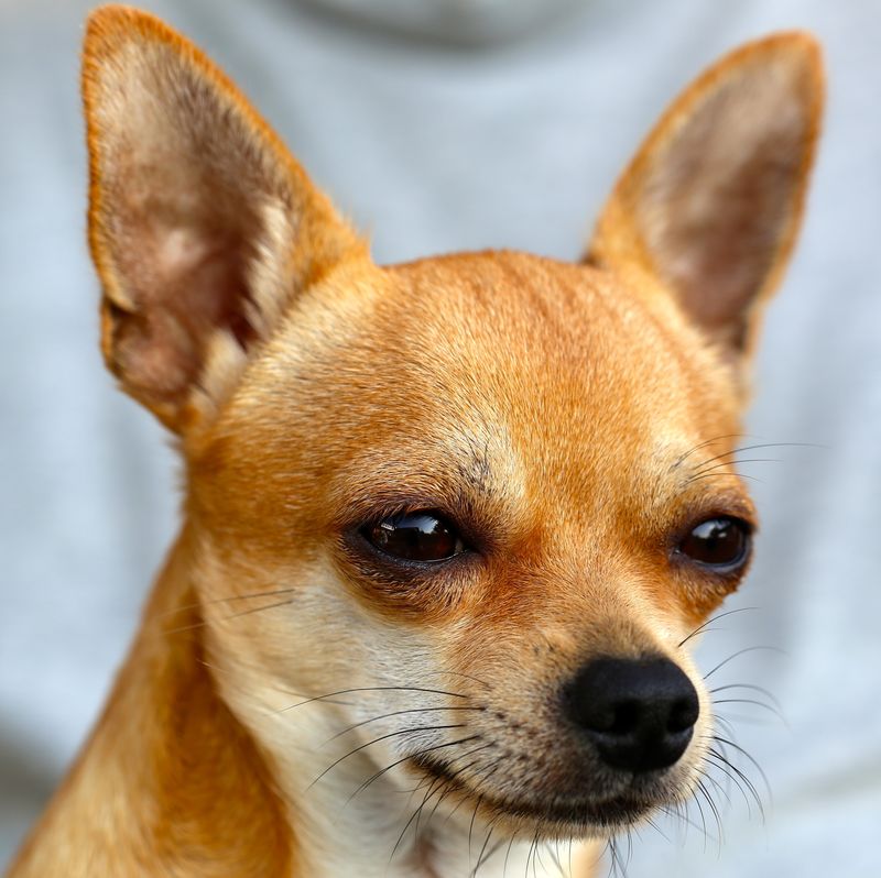 13 hilariously judgmental dogs that somehow make disappointment look personal 4 Chihuahua