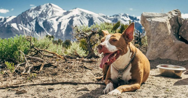 Excessive panting without exercise