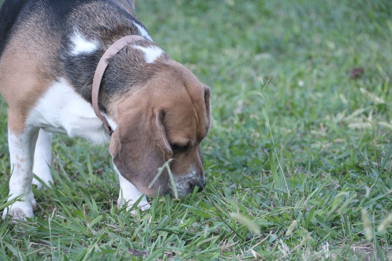 Think your dog is just playing keep-away? These 10 breeds may need a closer look at resource guarding 6 Beagle: Follow the Nose, Protect the Prize