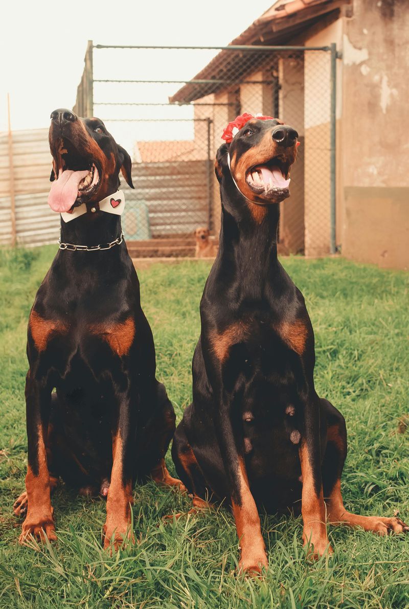 Doberman Pinscher