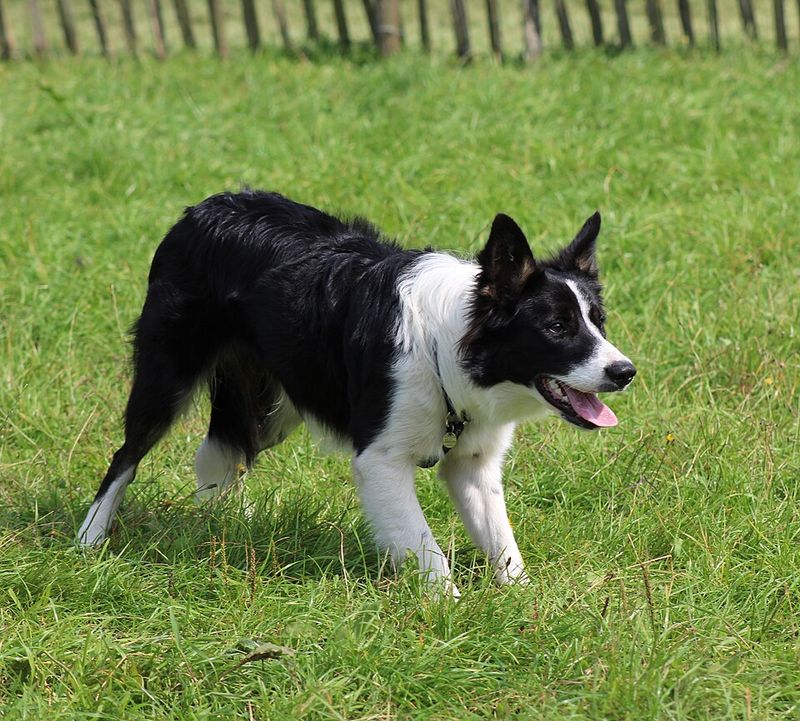 Stop Copying TikTok Training - 10 Breeds That Get Worse With Random “Hack” Methods 6 Border Collie