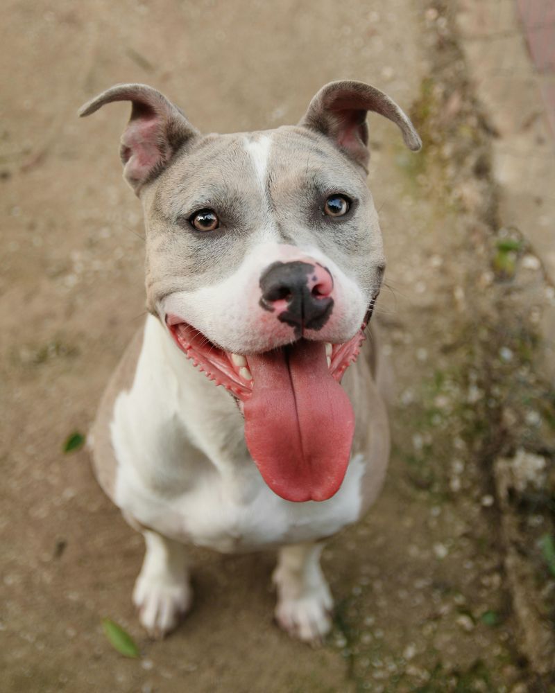 Pit Bull Terrier