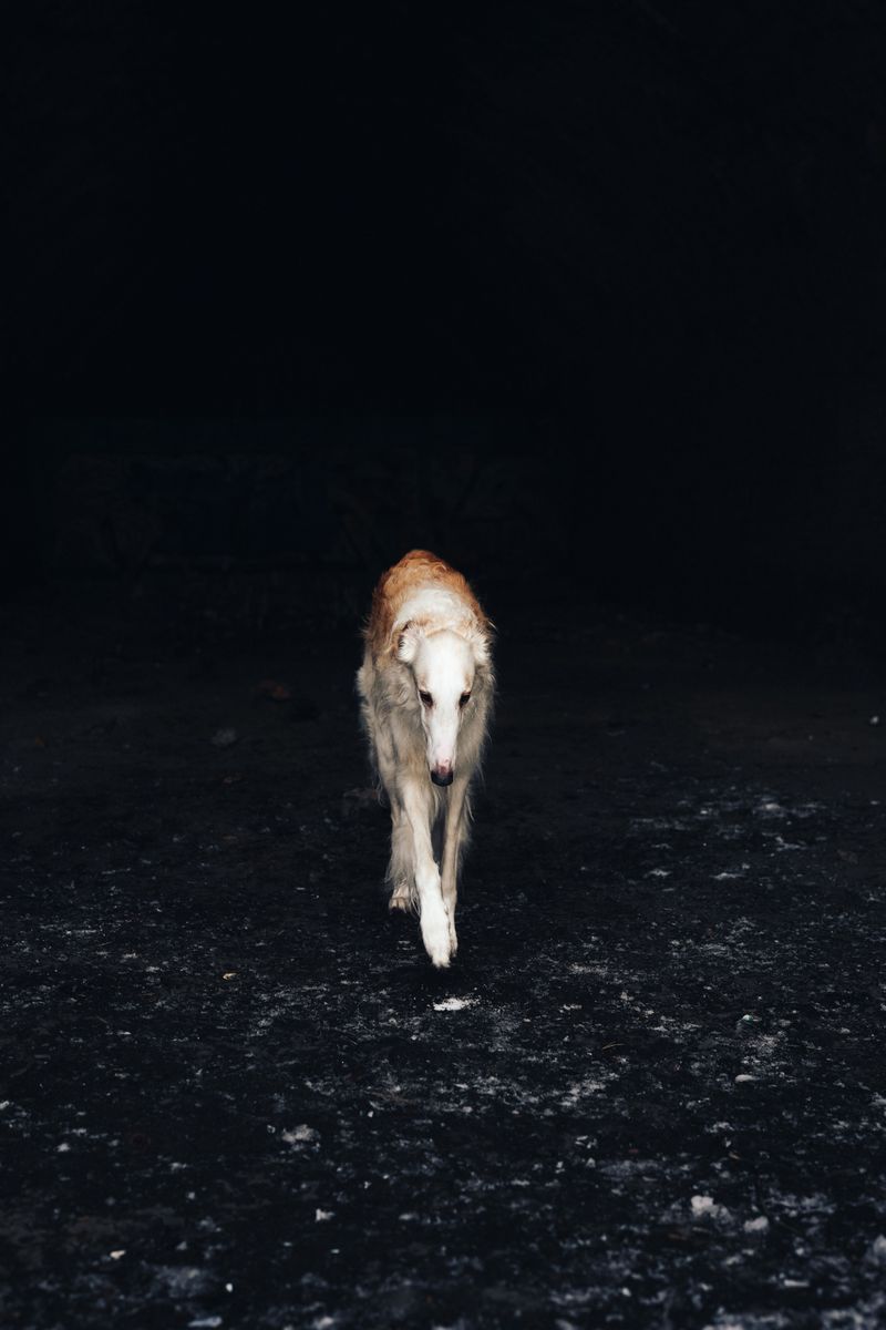 Calm beside your leg, different once released – these 11 dog breeds can surprise owners 11 Borzoi - poetry in motion