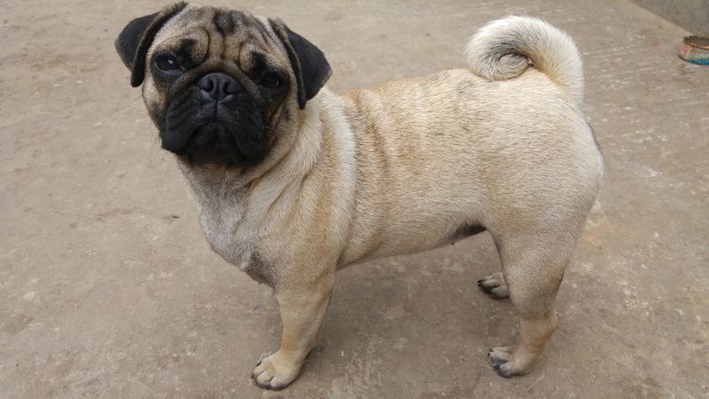27 Dog Breeds Known for Their Adaptability to Different Lifestyles 16 Pug