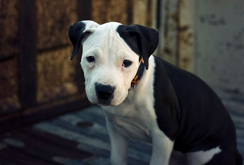 American Pit Bull Terrier