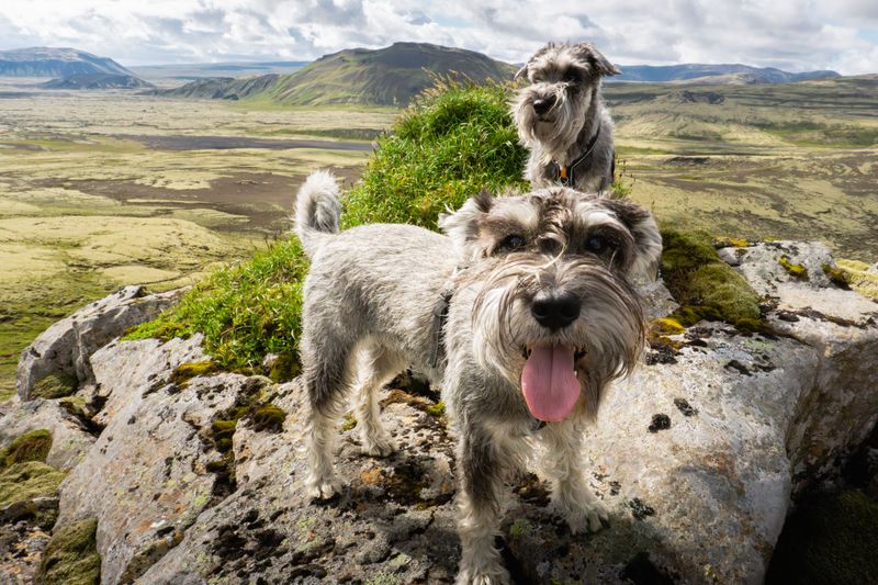 Giant Schnauzer