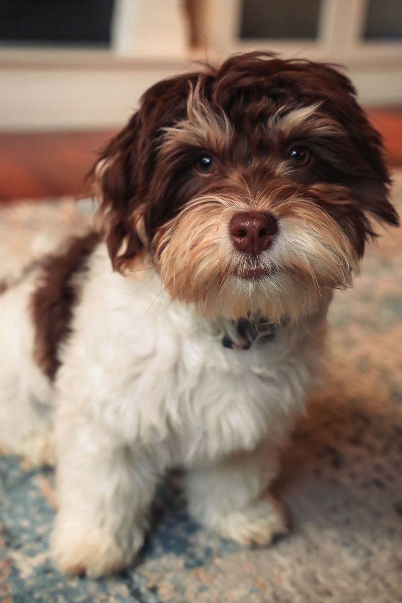 Havanese