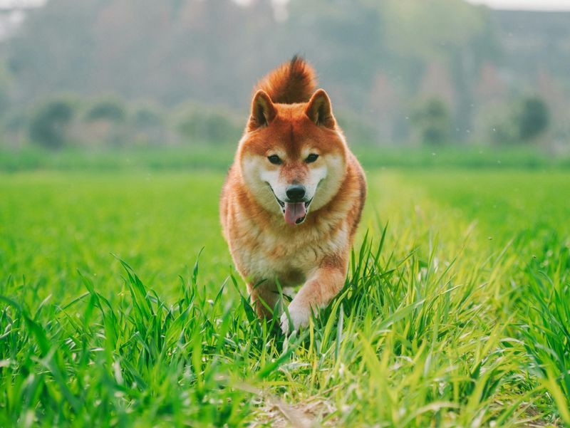 Shiba Inu