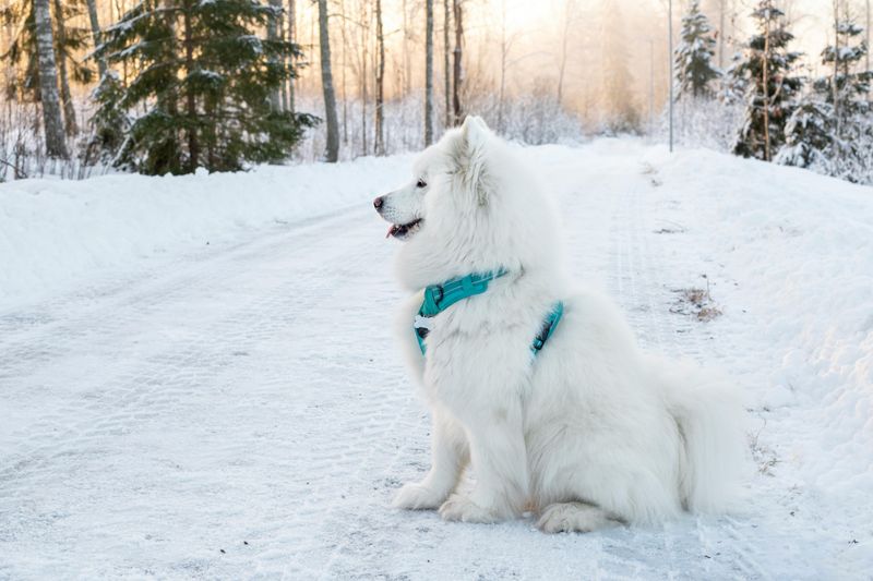 15 Dog Breeds That Look Amazing in Holiday Photos 8 Samoyed