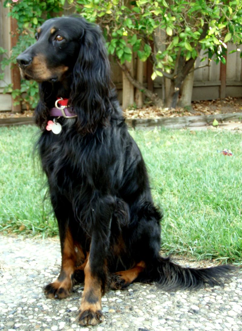 12 old-school dog breeds making an unexpected return - plus 3 vintage companions worth remembering 16 Gordon Setter