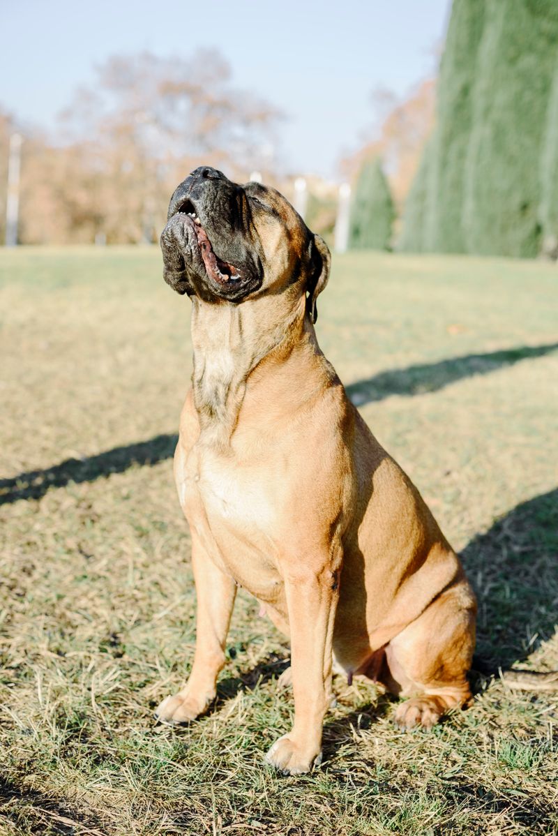 11 dog breeds that stay young at heart - plus 3 that settle into a slower rhythm early 15 Bullmastiff