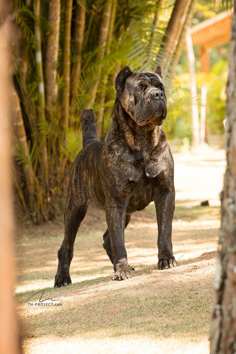 The rehoming story often starts long before the dog leaves - With expectations that were never realistic 8 Cane Corso - Gentle giant with guard roots