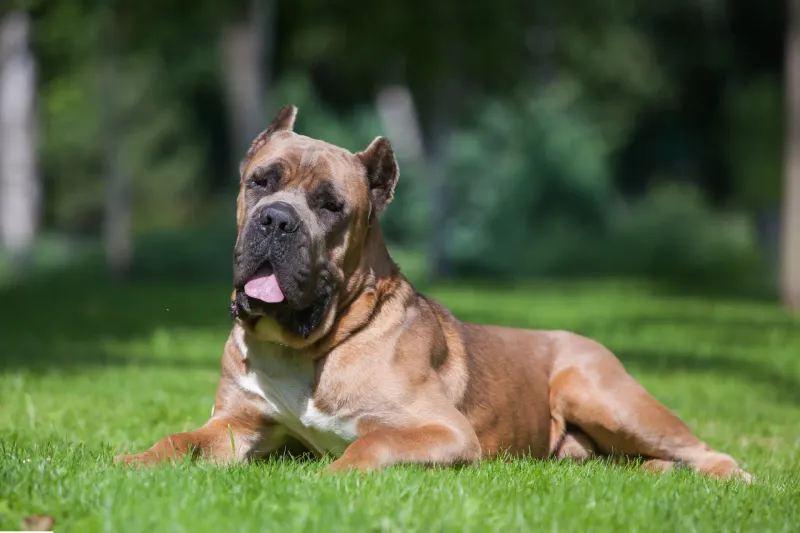 Cane Corso