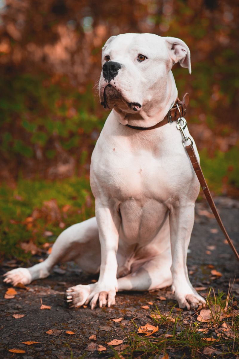 Built for serious jobs, these dog breeds combine powerful physiques with impressive jaws 7 American Bulldog