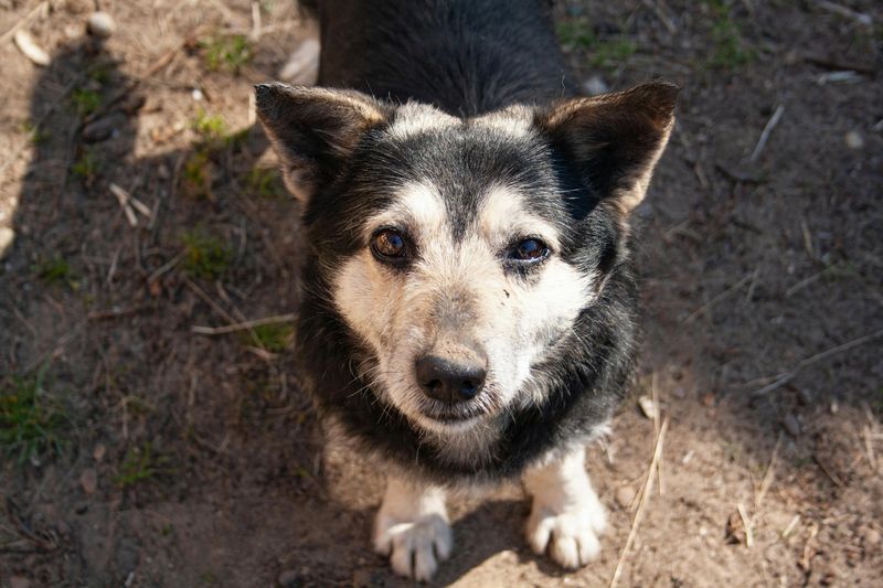 12 beautiful signs your dog feels deeply loved, emotionally safe, and truly happy 6 Wagging naturally when you enter