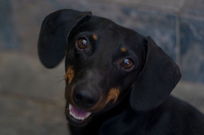 Dachshund: The Loyal Little Hunter