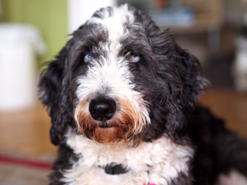 Aussiedoodle