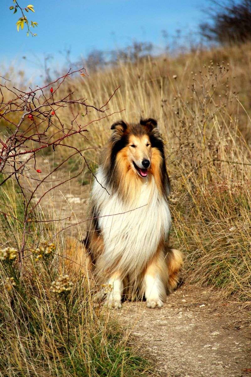 The dog your grandparents grew up with may be cooler than the breed filling your social feed 2 Collie